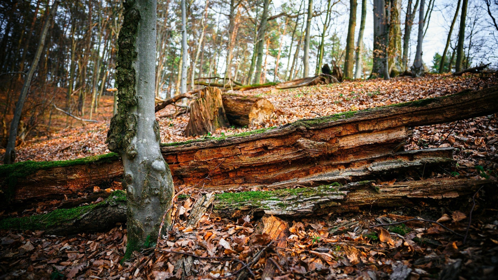 How to Create Natural Pathways Using Wood Chippings