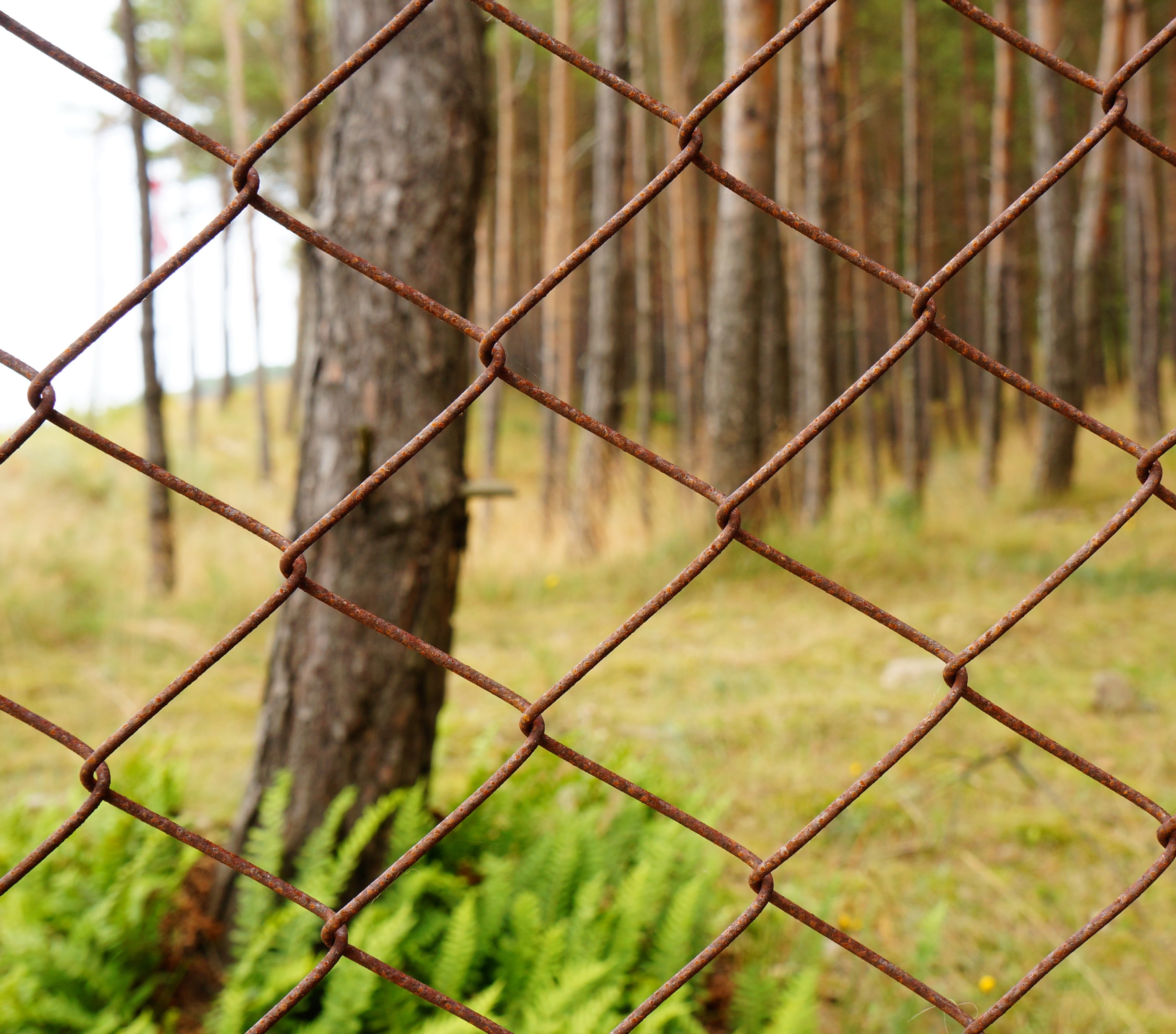 Protecting Your Garden: The Benefits of Galvanised Chicken Wire Fencing