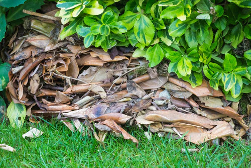 How Bark Chippings Can Help Wildlife