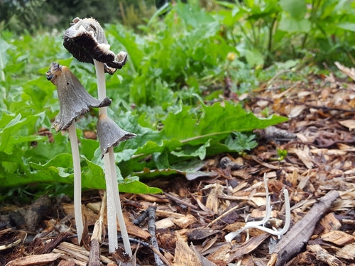 Summer Tips for Using and Maintaining Bark, Woodchips, and Other Play-grade or Poultry Run Surfaces
