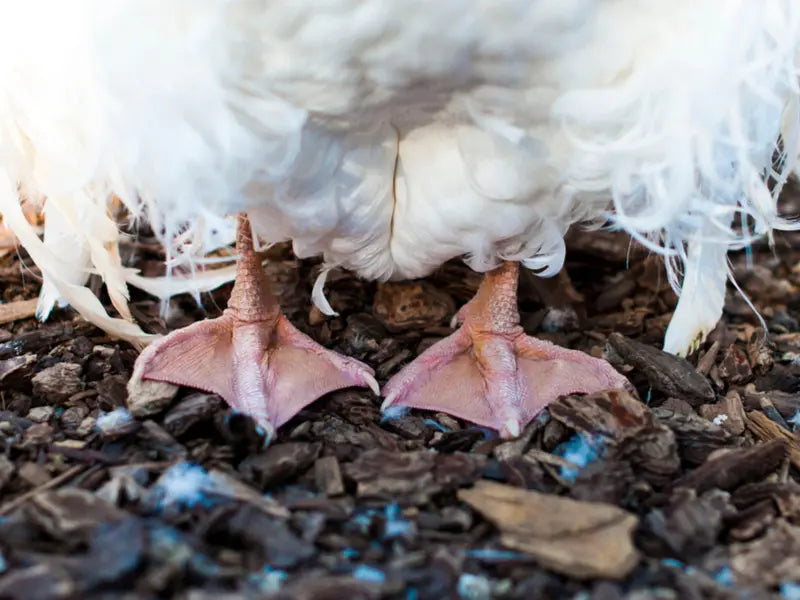 The use of poulty wood chips