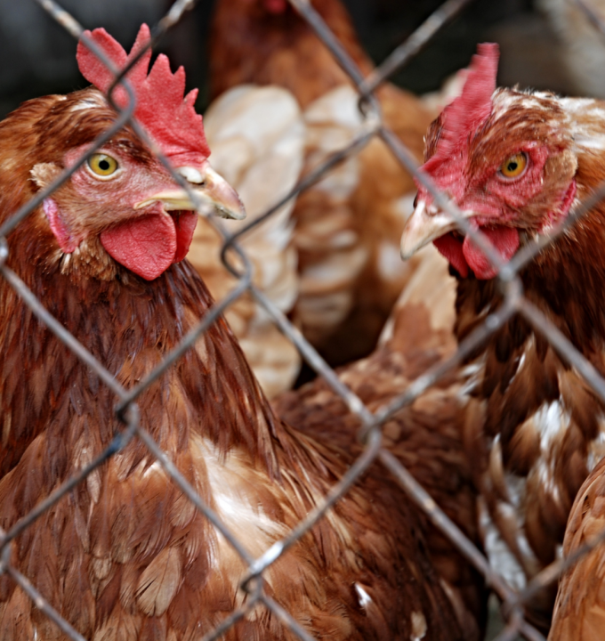 Best wood chips for chicken clearance