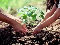 Compost