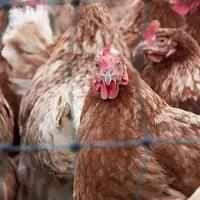 Outdoor Garden accessories