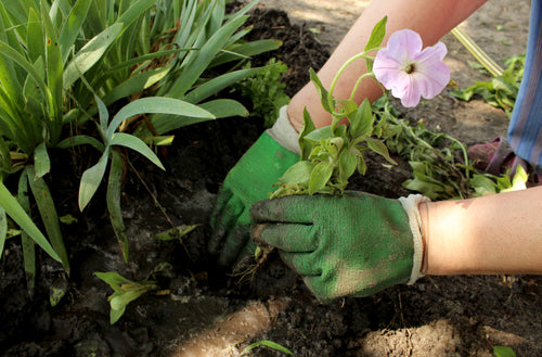 Humax Multi-purpose Compost