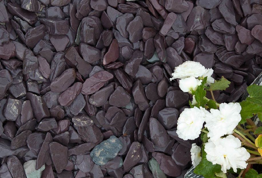 A close-up of plum paddlestones with a few white flowers and green foliage for contrast.