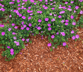 //www.barkukonline.co.uk/cdn/shop/files/mulch_flower_bed_011366fc-07d4-4ff9-a03e-60b969a91359_169x260.png?v=1713809980