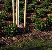//www.barkukonline.co.uk/cdn/shop/files/order-wood-chips-hardwood-landscaping-uk_1_d5eb63f3-a912-4a71-b3a9-38d018b402a6_169x260.png?v=1713811000