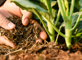 //www.barkukonline.co.uk/cdn/shop/files/peat-free-compost-barkuk_7afcd047-f410-40e5-8626-95bc04b50592_169x260.png?v=1713814784
