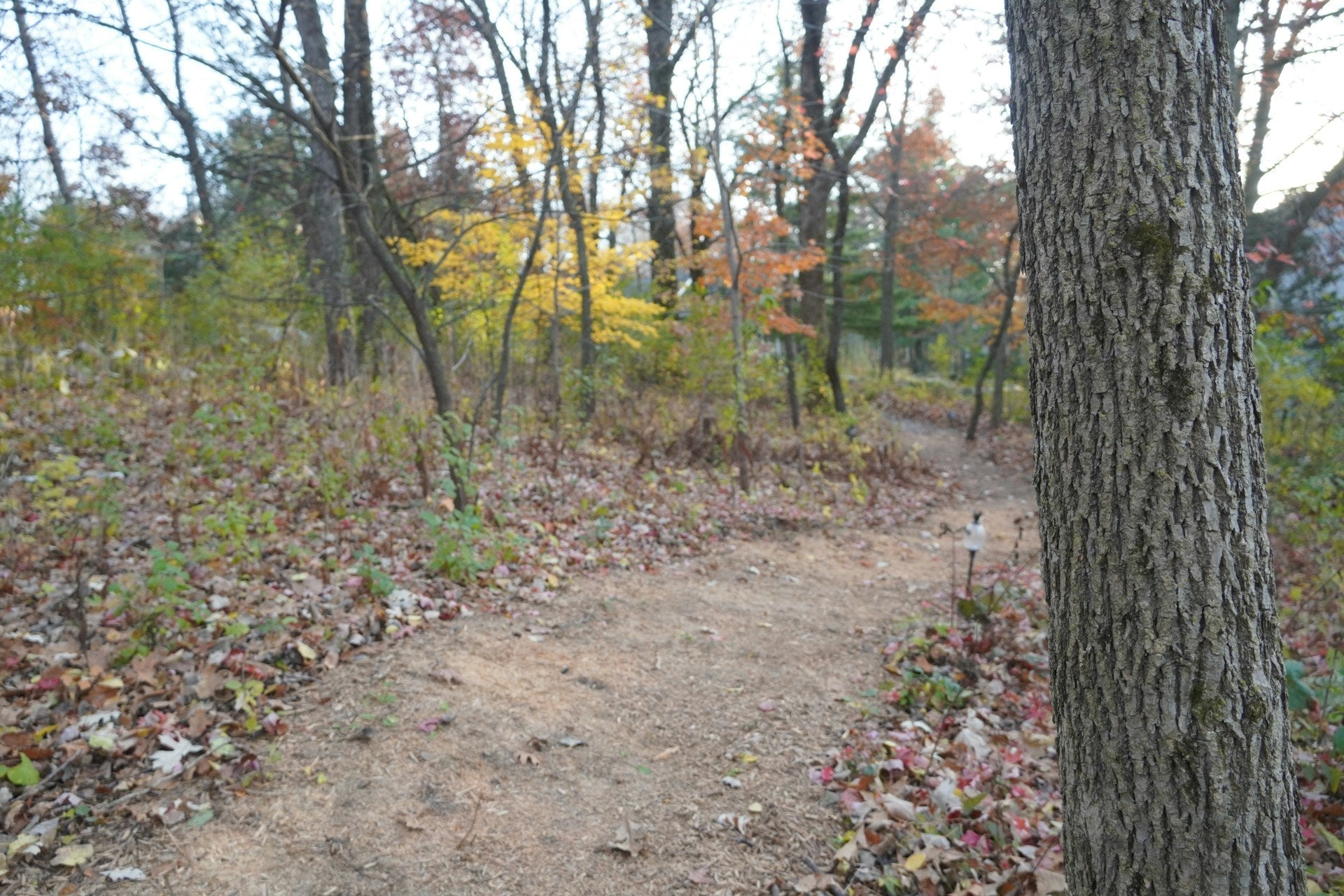Mulch Magic: Creative Ways to Enhance Your Landscape with Wood Chips