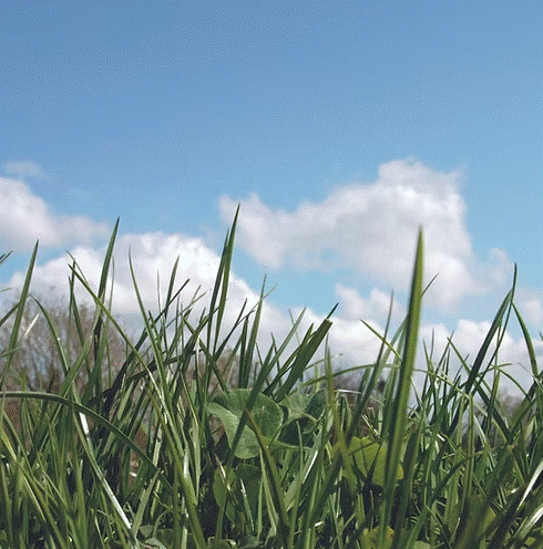 HL.8 DOT Department of Transport Grass Seed Mix