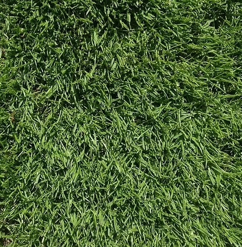 FR.1 CSI Premium Football & Rugby Pitch with Creeping Ryegrass Grass Seed Mix