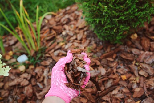 Autumn Tips for Using and Maintaining Bark Chips in Your Garden