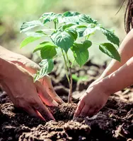 Green Gardening: The Benefits of Peat-Free Compost