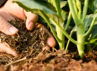 How to use compost