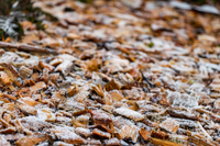 Winter Tips for Maintaining and Using Bark in Winter